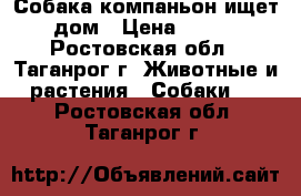 Собака-компаньон ищет дом › Цена ­ 100 - Ростовская обл., Таганрог г. Животные и растения » Собаки   . Ростовская обл.,Таганрог г.